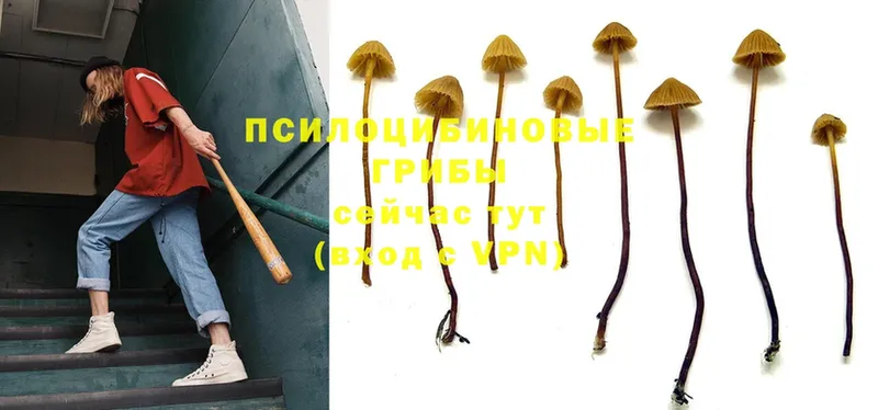 Галлюциногенные грибы Cubensis  hydra рабочий сайт  Северск 